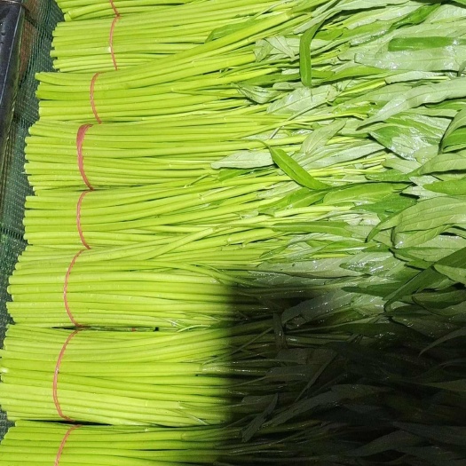 “新鲜空心菜 当季现摘 蔬菜批发