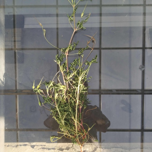 一手货中条山老鹳草
