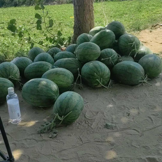 梁山县西瓜