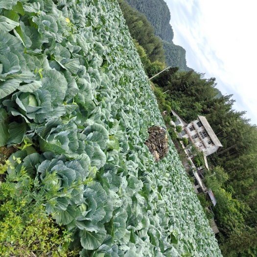 利川市包菜