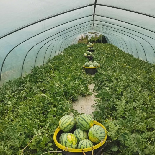 武汉大棚麒麟西瓜