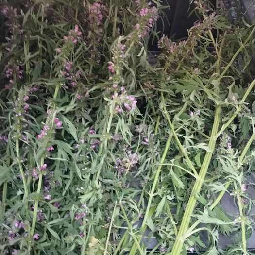 孝感新鲜益母草