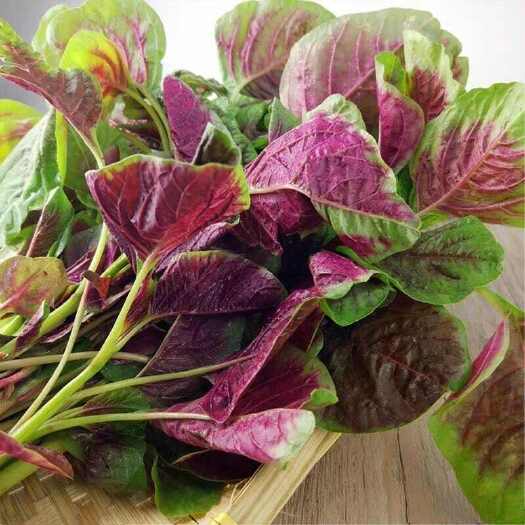 山东聊城莘县新鲜红苋菜批发供应现摘现发叶菜类蔬菜一手货源直发