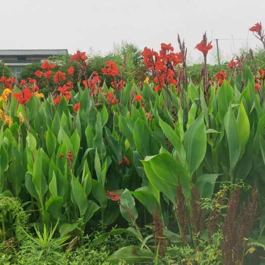 郴州美人蕉绿化苗木地被苗各种花色湖南郴州基地大量供应