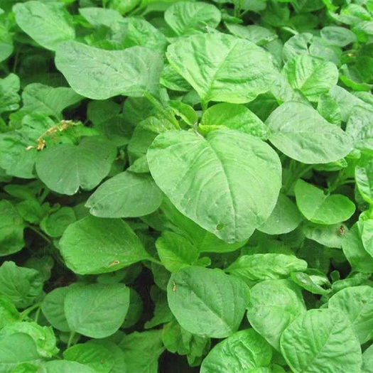 莘县绿苋菜山东省新鲜现摘现发农家大棚露天种植批发一手货源产地直销