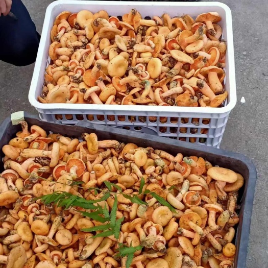 贵阳贵州黄枞菌乌菌枞批发