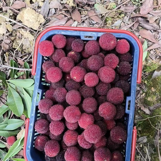 嘉禾县自己种的大个乌梅，