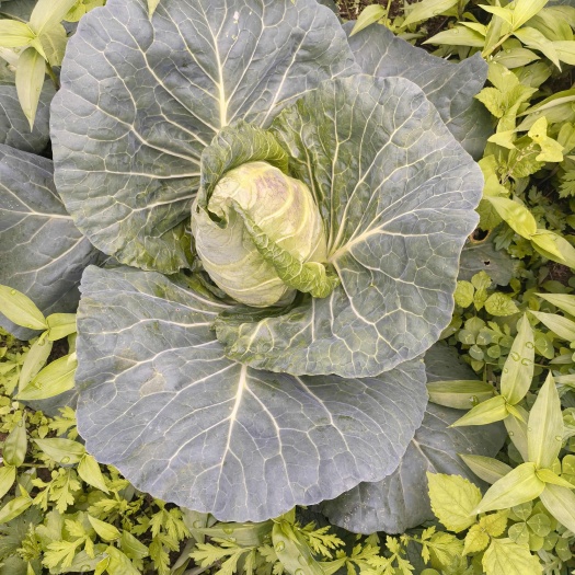 桐梓县高山牛心甘蓝