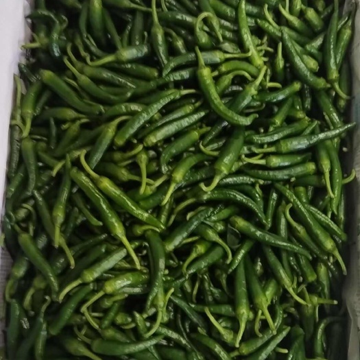 长沙县新鲜小辣椒 长沙直发 优质茄果类蔬菜