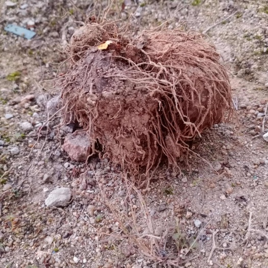 黄独  黄药子鲜货预订