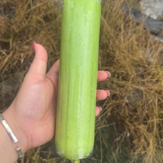 精品白玉丝瓜