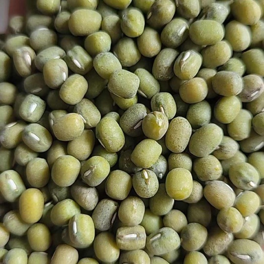 滕州市印尼特大颗粒毛绿豆