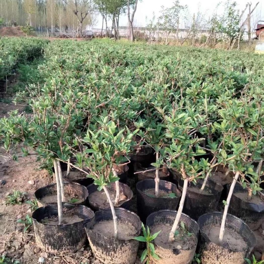 巨鹿县金银花袋苗 金银花杯苗 产地一手优质货源