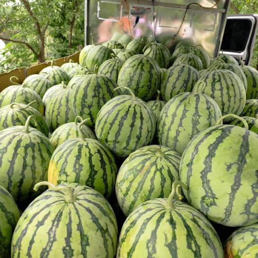 重庆市8424西瓜