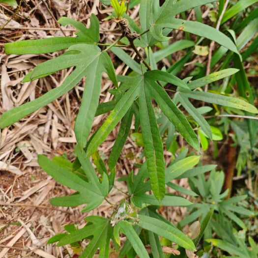 盈江县五指毛桃，现货！现拍现挖，