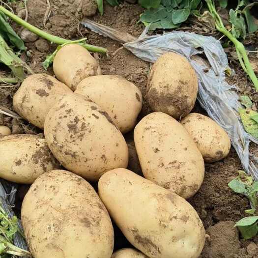 河南开封陆地新鲜土豆大量上市，欢迎新老客户咨询和联系