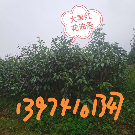 炎陵县大果红花油茶