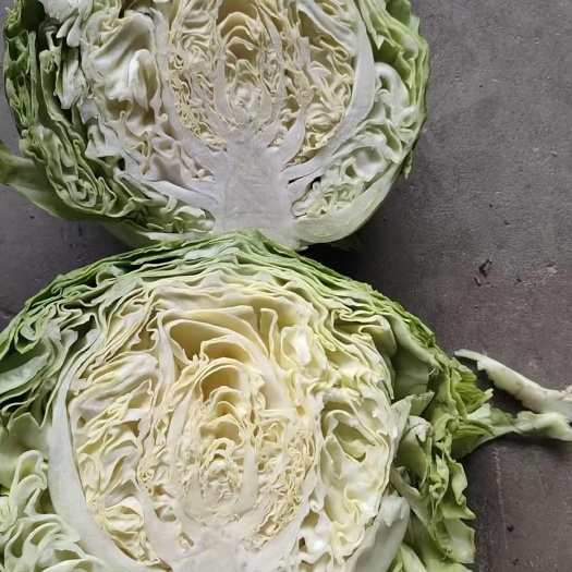 通许县河南开封新鲜包菜 绿色甘蓝类蔬菜 直发通许县产地蔬菜