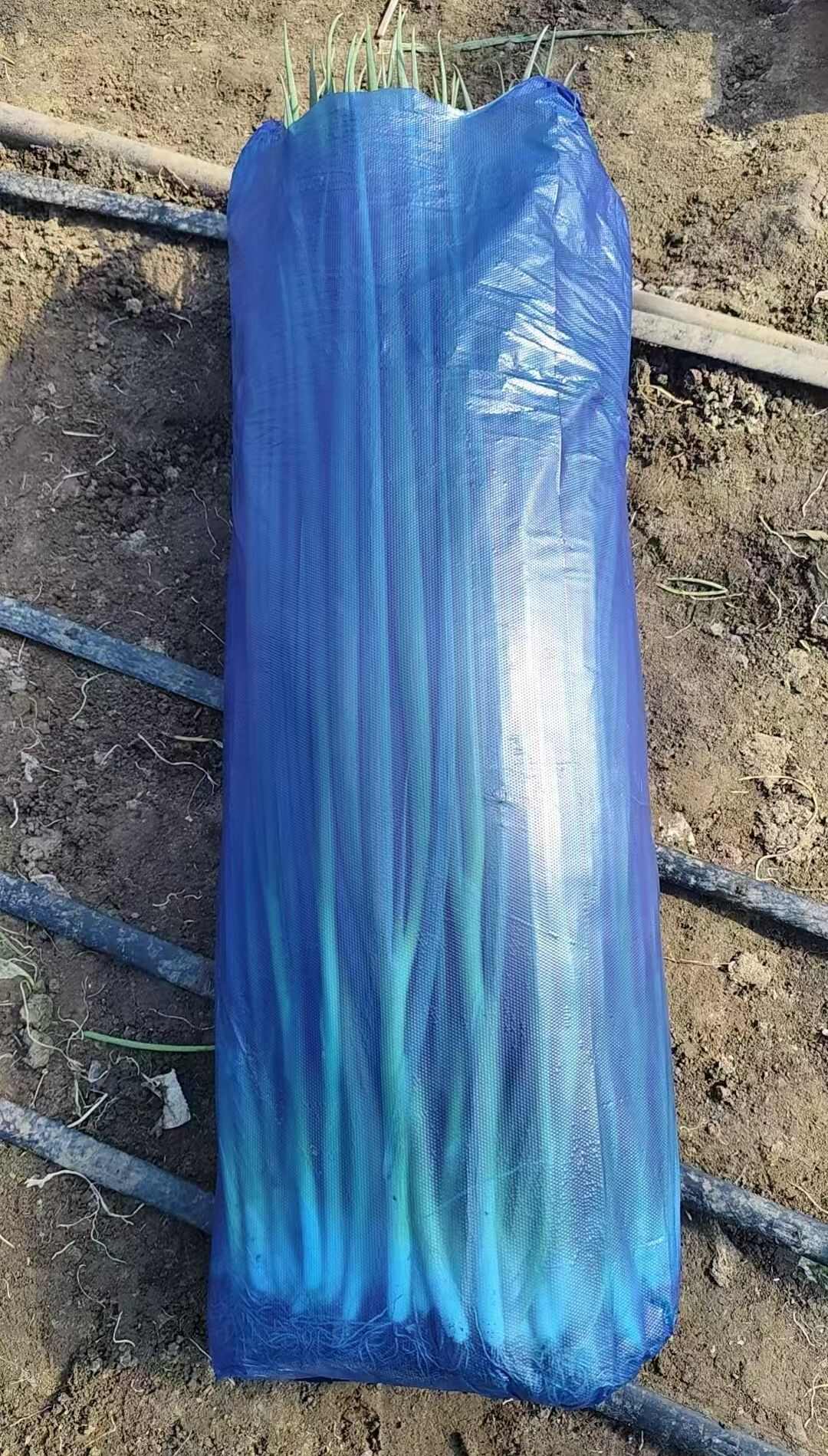 怀德香葱基地，波姐代收香葱小葱大量有货，需要的与我联系