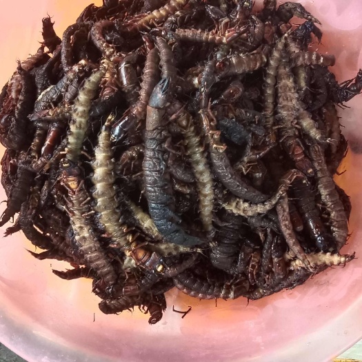 河口县云南河口新鲜大王具足虫 爬沙虫