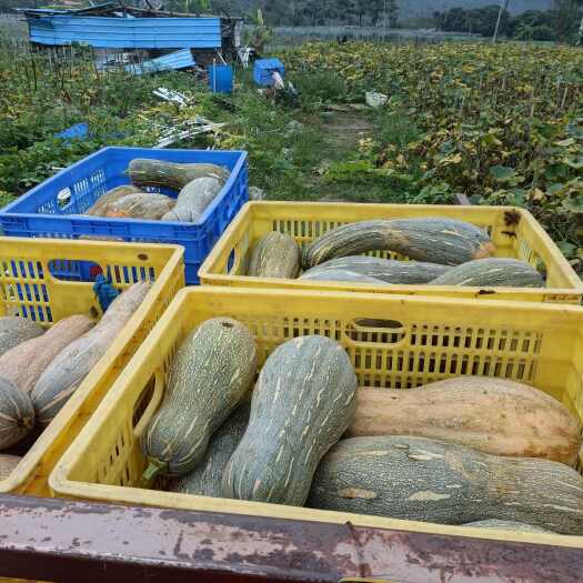 惠州蜜本南瓜，惠州惠阳永湖伯恩厂后面