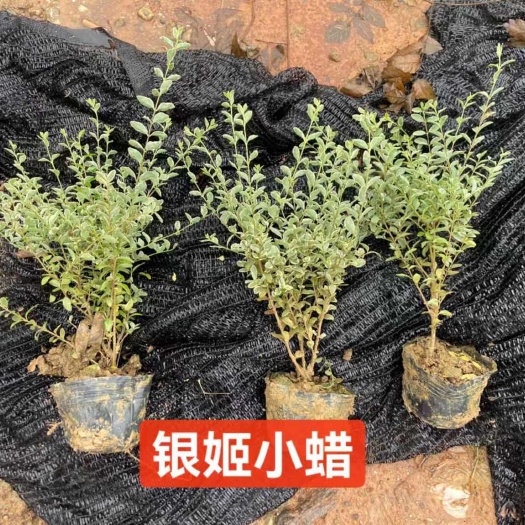 长沙银姬小蜡精美杯苗基地批发
