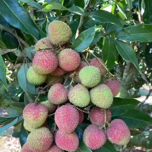 灵山县灵山妃子笑