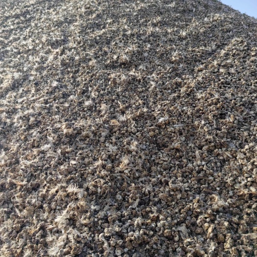 宜阳县鹌鹑粪，水泥地晾晒。
