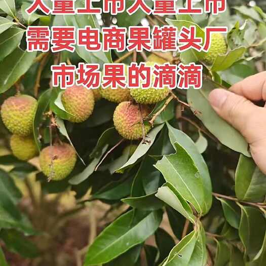 陆丰市妃子笑荔枝