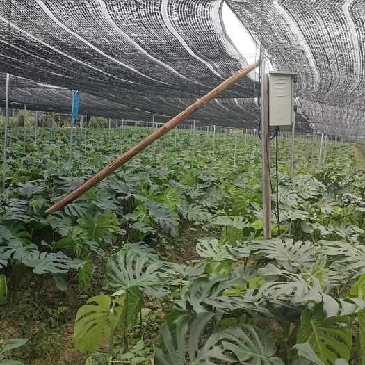佛山龟背竹
