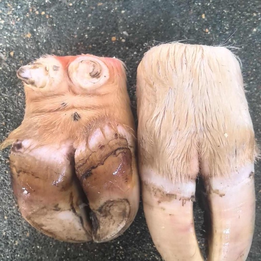 郑州牛掌