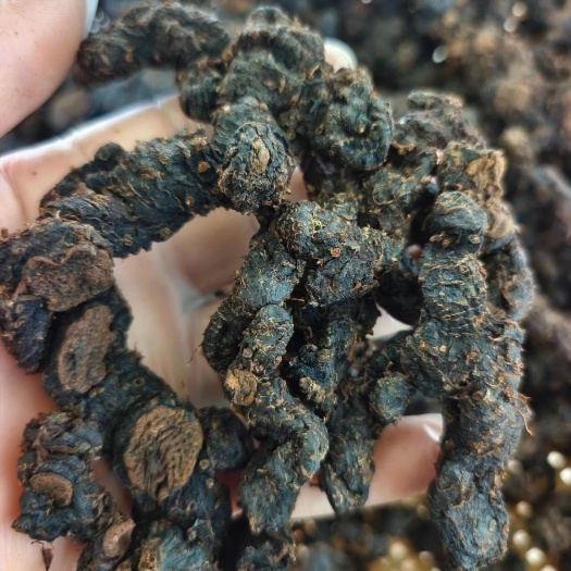 融水县包邮广西黄精 九蒸九晒黄精 多花姜形甜黄精
