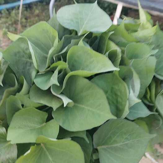 固安县红瑶蜜薯苗