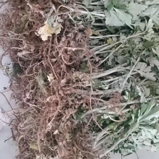 唐河县大量供应宛艾艾苗全程技术指导