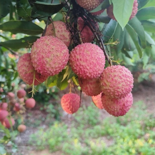 高州市高州   桂味荔枝