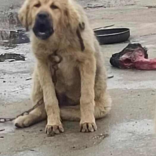 若尔盖县四川阿坝若尔盖高原藏犬活体供应
