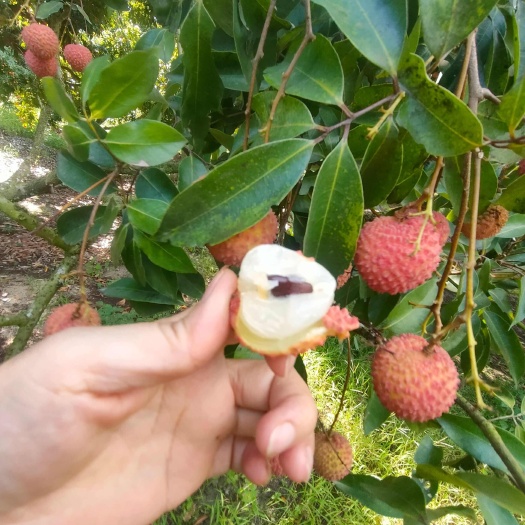 高州市正宗高州桂味荔枝！果园直发！50年老树质量保障！运费自理！