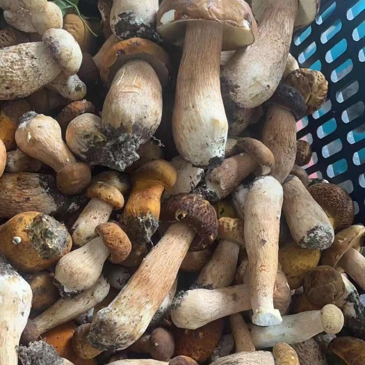 务川县贵州遵义新鲜食用菌蘑菇产地直发当季优质农产品