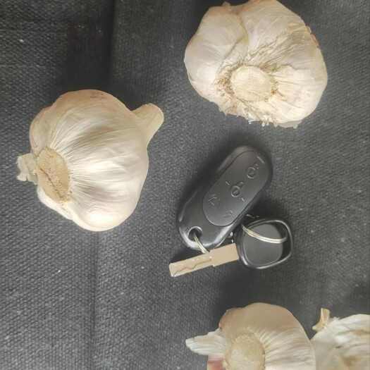 射阳县大蒜头