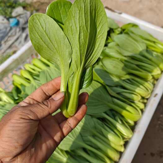 如东县青菜。质量好，货源充足，常年不断货