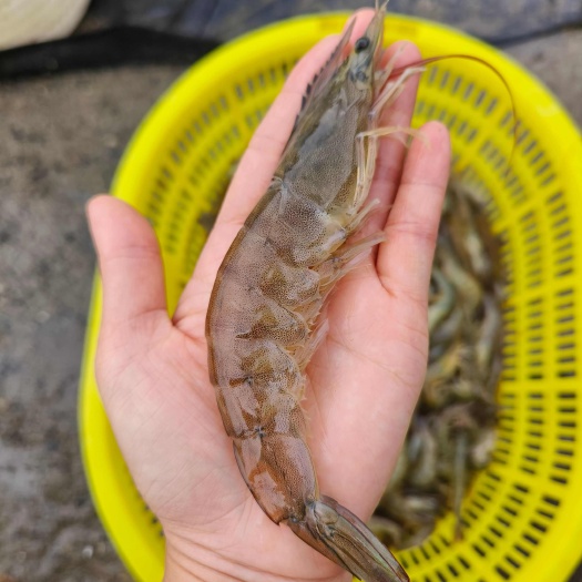 湛江南美白对虾