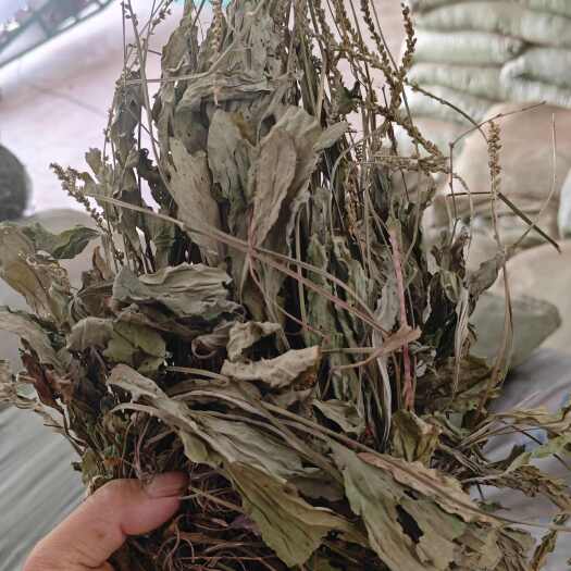 大货批发16年，真产地无硫纯嘢生全颗手挑水洗车前草新货，色绿
