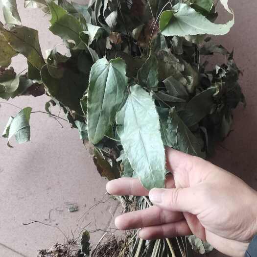 兴仁市淫羊藿 整棵全株连根带叶 贵州淫羊藿 箭叶