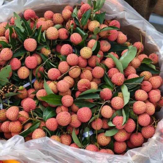 惠州荔枝（桂味、糯米糍）