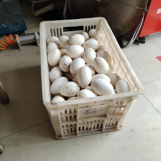 公安县鲜鹅蛋出售