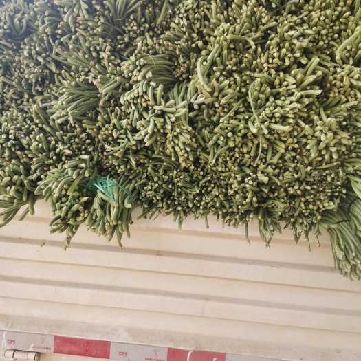 单县鲜豆角大量上市
