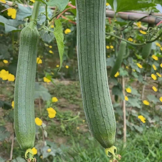 高青县大棚新鲜丝瓜