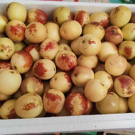 大荔县大荔冬枣现货供应欢迎采购产地直销货源充足欲购从速