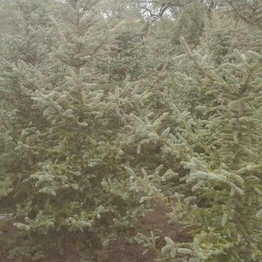 定西甘肃云杉