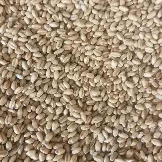 成都川麦93小麦，白皮，高容重，品质优。欢迎各位致电洽谈
